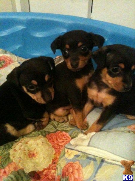 Puppies in VA