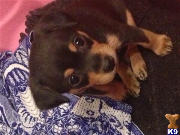 Puppies in VA