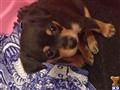 Miniature Pinscher