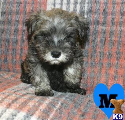 Miniature Schnauzer Puppies for Sale