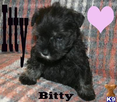 Puppies in AR