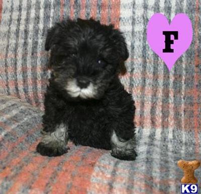 Miniature Schnauzer Puppies for Sale