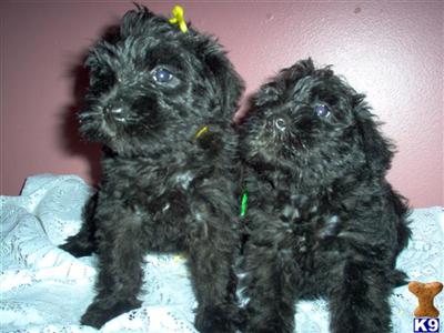 Miniature Schnauzer Puppies for Sale