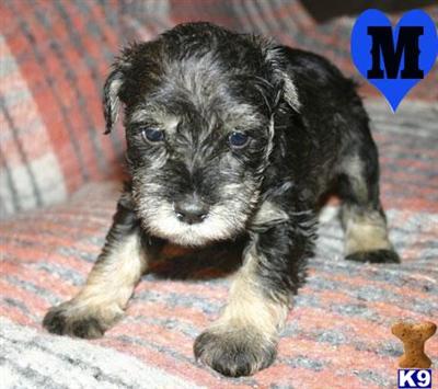 Miniature Schnauzer Puppies for Sale