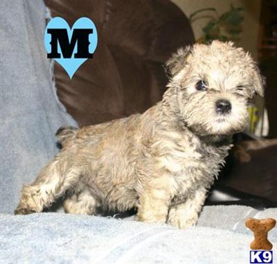 Miniature Schnauzer Puppies for Sale