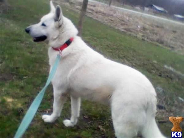 Stud Dogs in OH