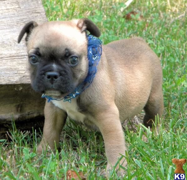 Puppies in KY