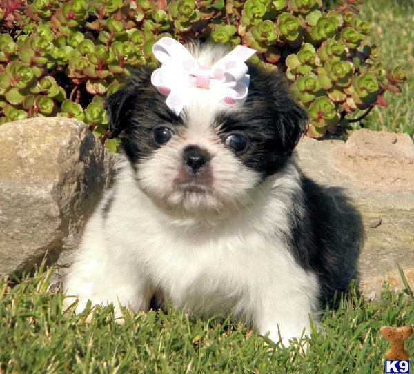 Puppies in KY