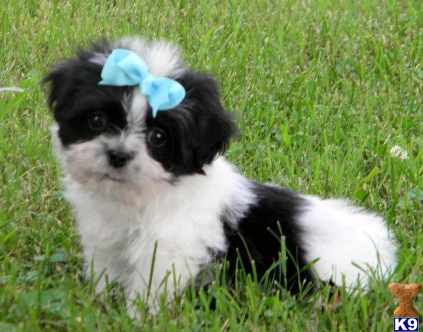 Puppies in KY