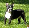 Boston Terrier