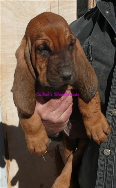 Bloodhound Puppies for Sale