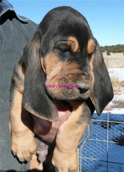 Bloodhound Puppies for Sale