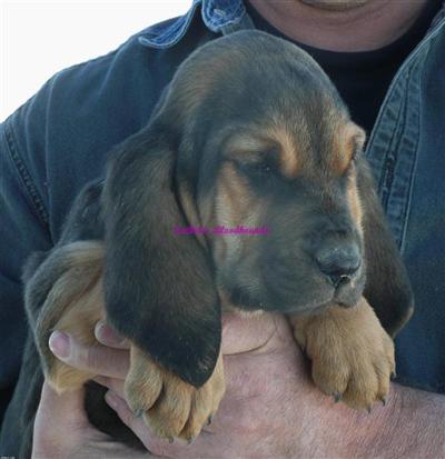 Bloodhound Puppies for Sale