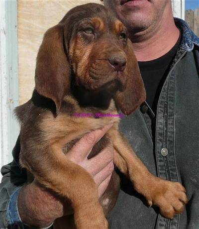 Bloodhound Puppies for Sale