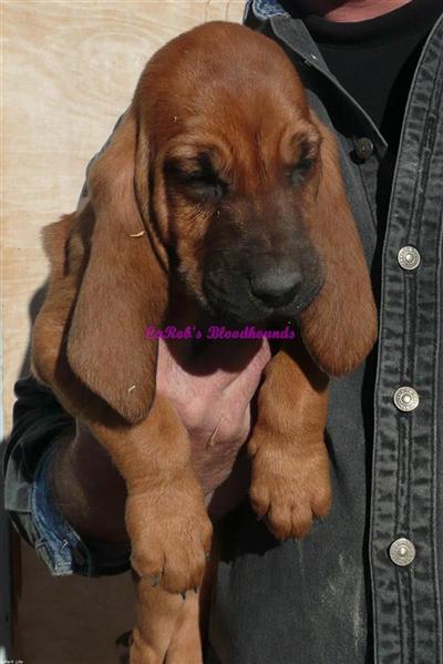 Bloodhound Puppies for Sale