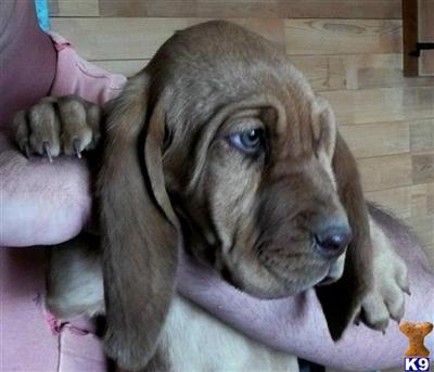 Bloodhound Puppies for Sale