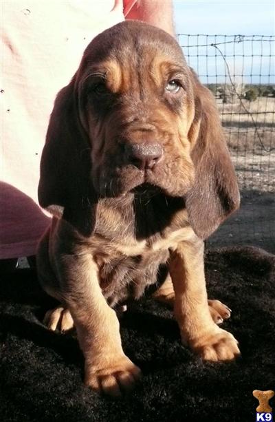 Bloodhound Puppies for Sale
