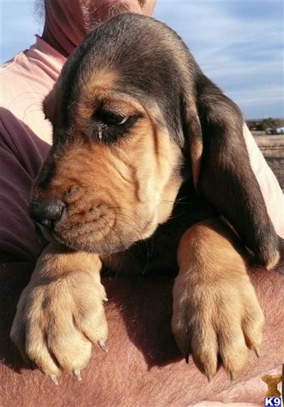 Bloodhound Puppies for Sale