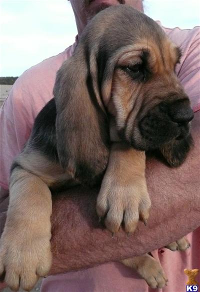 Bloodhound Puppies for Sale