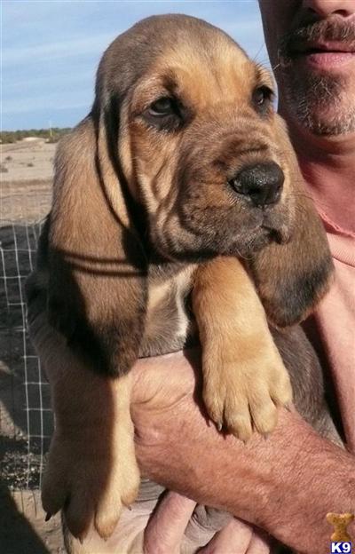 Bloodhound Puppies for Sale
