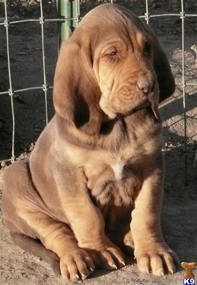 Bloodhound Puppies for Sale