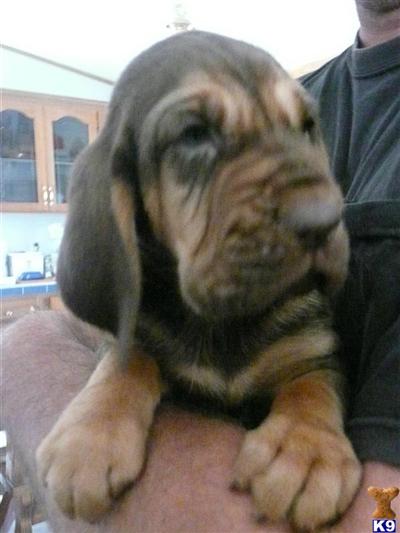 Puppies in CO