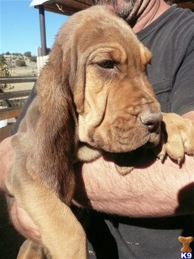 Puppies in CO