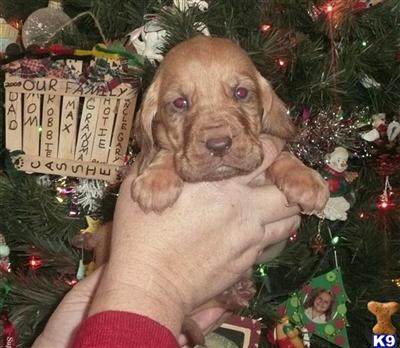 Bloodhound Puppies for Sale