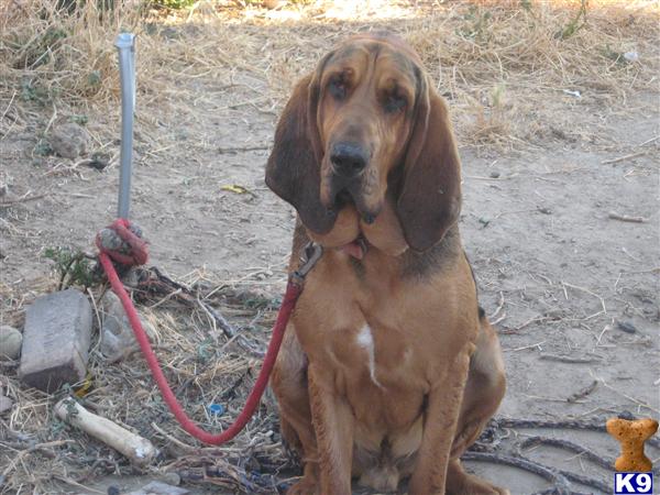 Rescue Dogs