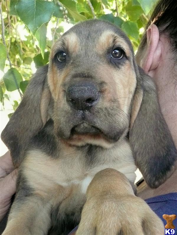 Puppies in Penrose