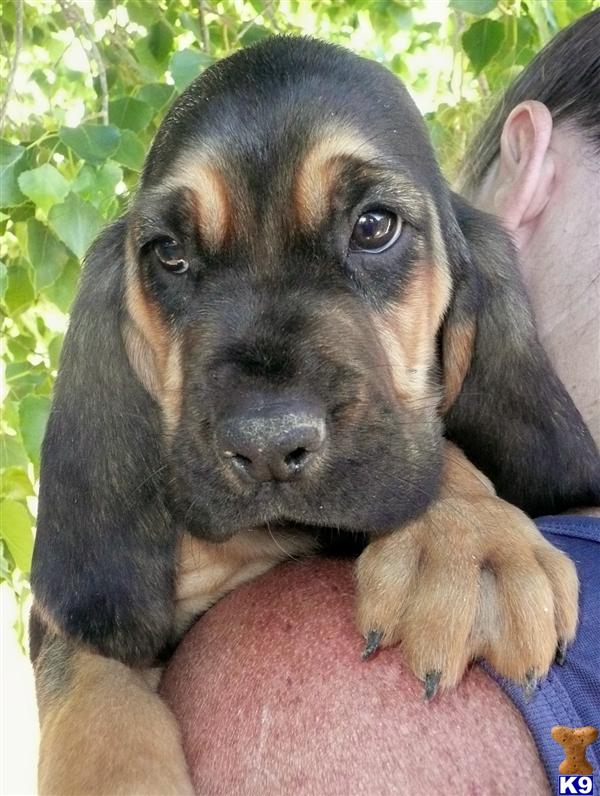 Puppies in Penrose