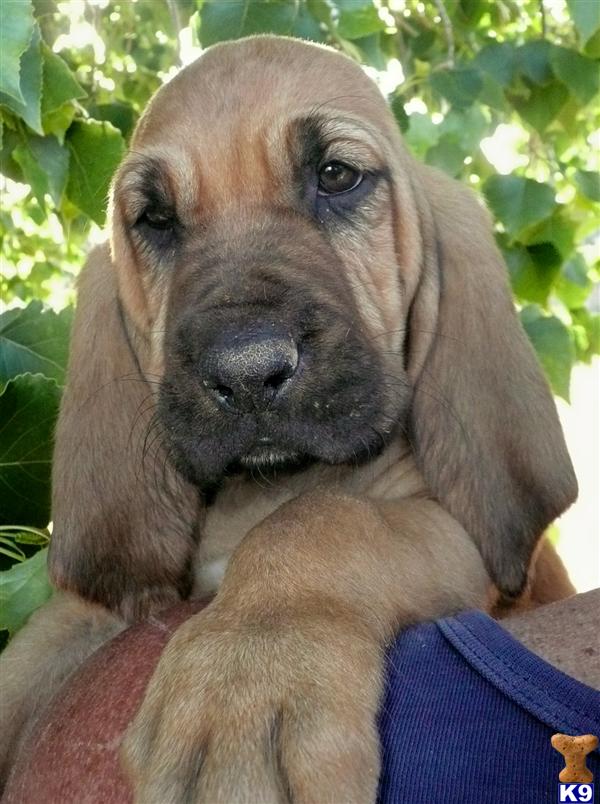 Puppies in Penrose