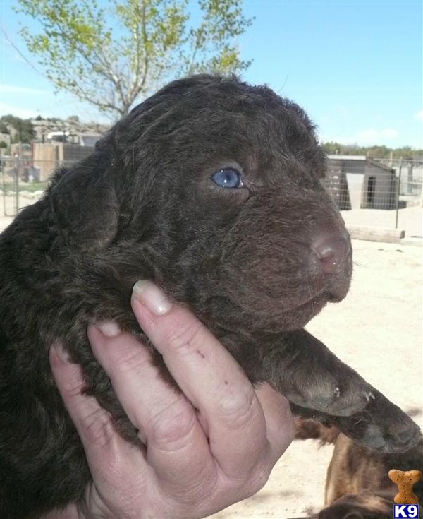 Puppies in Penrose