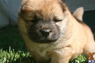 Chow Chow Puppies for Sale
