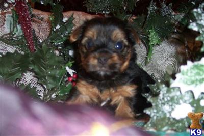 Puppies in IL