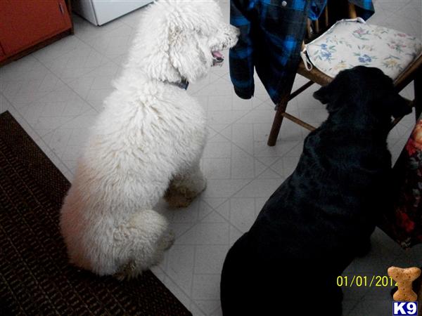 Dogs - Poodle
