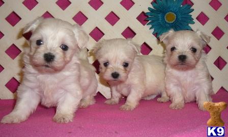Puppies in OK