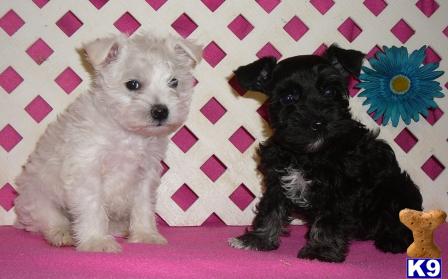 Miniature Schnauzer Puppies