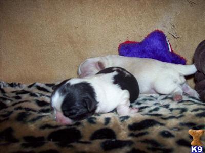 Japanese Chin Puppies for Sale