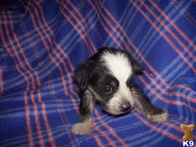 Chinese Crested Puppies for Sale
