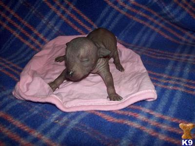 Mixed Breed Puppies for Sale