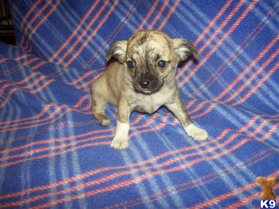 Chihuahua Puppies for Sale