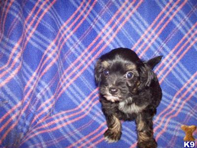 Small Dogs