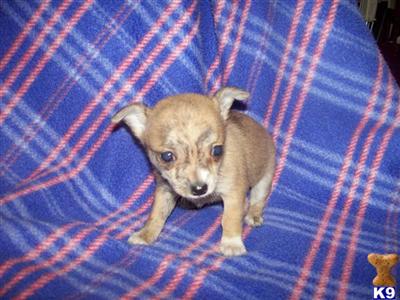 Small Dogs