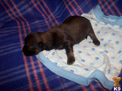 Mixed Breed Puppies for Sale