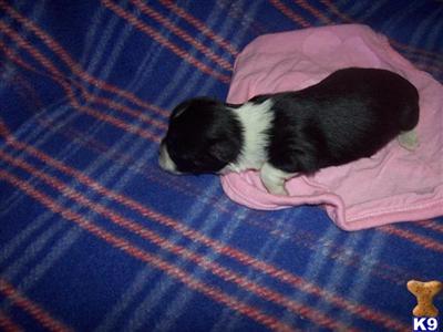 Mixed Breed Puppies for Sale