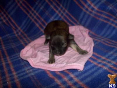 Mixed Breed Puppies for Sale