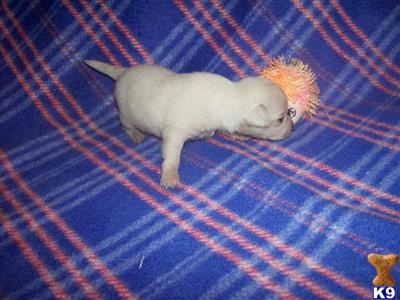 Chihuahua Puppies for Sale