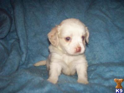 Mixed Breed Puppies for Sale
