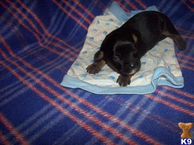 Mixed Breed Puppies for Sale